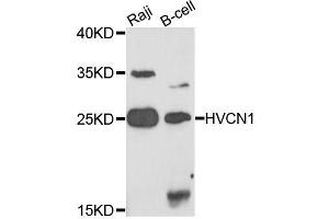 Western blot analysis of extracts of various cell lines, using HVCN1 antibody (ABIN5995814) at 1/1000 dilution. (HVCN1 Antikörper)