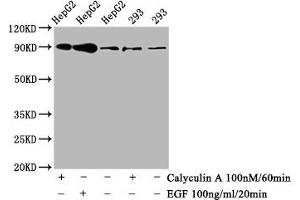 Western Blot Positive WB detected in HepG2 whole cell lysate,293 whole cell lysate(treated with Calyculin A or EGF) All lanes Phospho-NFE2L2 antibody at 0. (Rekombinanter NRF2 Antikörper  (pSer40))