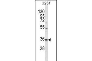 VPS37B Antibody (Center) (ABIN656359 and ABIN2845656) western blot analysis in  cell line lysates (35 μg/lane). (VPS37B Antikörper  (AA 99-127))