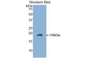 Detection of Recombinant FABP9, Mouse using Polyclonal Antibody to Fatty Acid Binding Protein 9, Testis (FABP9) (FABP9 Antikörper  (AA 1-132))