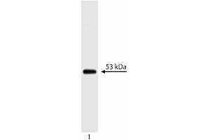 Western blot analysis of p53. (p53 Antikörper  (AA 14-289))