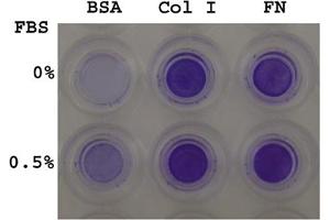 CytoSelect™ 24-Well Cell Haptotaxis Assay. (CytoSelect™ 24-well Cell Haptotaxis Assay (8 μm), COL-coated, Colorimetric)
