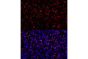 Immunofluorescence analysis of human tonsil cells using PD-1/CD279 Rabbit pAb (ABIN7269537) at dilution of 1:150 (40x lens). (PD-1 Antikörper  (AA 1-100))