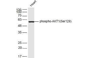 Mouse heart lysates probed with AKT1(Ser129) Polyclonal Antibody, Unconjugated  at 1:300 dilution and 4˚C overnight incubation. (AKT1 Antikörper  (pSer129))