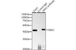 Immunoprecipitation analysis of 600 μg extracts of Mouse brain using 3 μg MEK1 antibody (ABIN7268633). (MEK1 Antikörper)