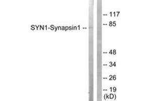 Western blot analysis of extracts from NIH-3T3 cells, treated with Nocodazole 1ug/ml 16h, using Synapsin1 (Ab-62) Antibody. (SYN1 Antikörper  (AA 26-75))