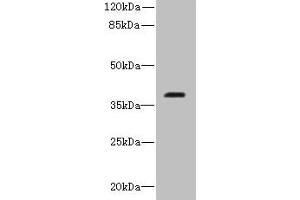 Western blot All lanes: RIBC2 antibody at 0. (RIBC2 Antikörper  (AA 1-309))