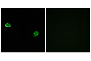 Immunofluorescence analysis of MCF-7 cells, using OR5M3 antibody. (OR5M3 Antikörper  (Internal Region))