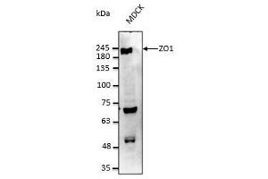 Anti-ZO1 Ab at 1/2,500 dilution, 50 µg of total protein per rabbit polyclonal to goat IgG (HRP) at 1/10,000 dilution, (TJP1 Antikörper  (C-Term))
