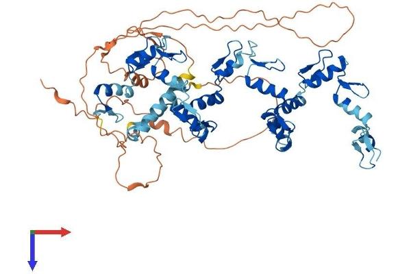 ZNF343 Protein (AA 1-599) (His tag)