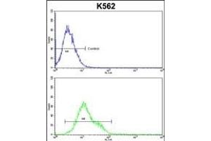 CFLAR Antibody (Center) (ABIN653068 and ABIN2842669) flow cytometric analysis of k562 cells (bottom histogram) compared to a negative control cell (top histogram). (FLIP Antikörper  (AA 145-174))