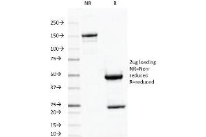 SDS-PAGE Analysis Purified ODC1 MAb (ODC1/487). (ODC1 Antikörper)