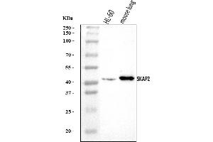 Western blot analysis of SKAP2 using anti-SKAP2 antibody (ABIN7599870).