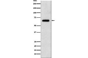 Western blot analysis of EBF1 expression in Raji cell lysate.
