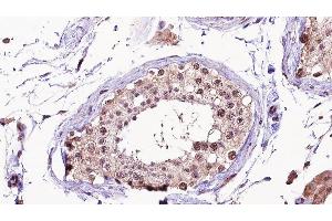 ABIN6275326 at 1/100 staining human testis tissue sections by IHC-P. (NUSAP1 Antikörper  (C-Term))