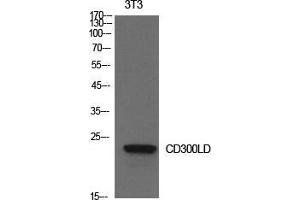 Western Blot (WB) analysis of NIH-3T3 cells using CD300d Polyclonal Antibody. (CD300d Antikörper  (Internal Region))