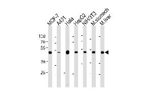 ENO1 Antibody (ABIN1882238 and ABIN2843352) western blot analysis in MCF-7,A431,Hela,HepG2,mouse NIH/3T3 cell line and mouse stomach,liver tissue lysates (35 μg/lane). (ENO1 Antikörper)