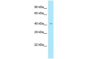 WB Suggested Anti-RXFP4 Antibody Titration: 1. (RXFP4 Antikörper  (C-Term))