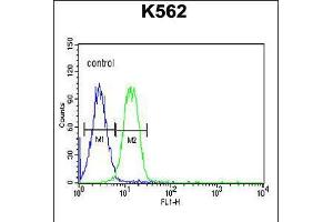 Flow cytometric analysis of K562 cells (right histogram) compared to a negative control cell (left histogram). (Advillin Antikörper  (N-Term))