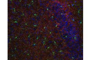 Indirect immunostaining of PFA fixed mouse cortex section with anti-synaptoporin (dilution 1 : 500; red) and rabbit anti-IBA 1 (, dilution 1 : 500; green).