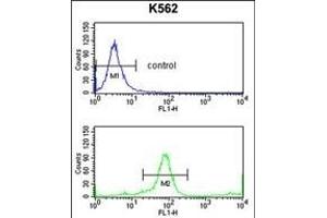 KIR3DL3 Antibody (Center) (ABIN653117 and ABIN2842700) flow cytometry analysis of K562 cells (bottom histogram) compared to a negative control cell (top histogram). (KIR3DL3 Antikörper  (AA 132-158))