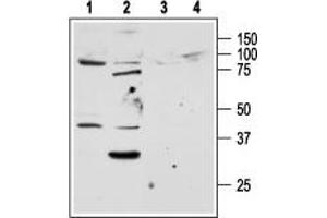 Western blot analysis of rat lung (lanes 1 and 3) and liver (lanes 2 and 4) lysates: - 1,2.
