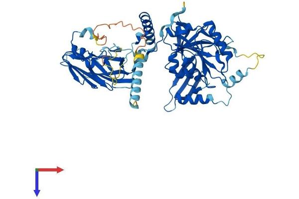 B4GALNT1 Protein (AA 1-533) (His tag)