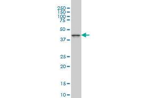 MAPK12 monoclonal antibody (M02), clone 1A4 Western Blot analysis of MAPK12 expression in PC-12 .