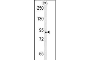 BRD2- (ABIN392609 and ABIN2842131) western blot analysis in 293 cell line lysates (35 μg/lane). (BRD2 Antikörper  (AA 170-200))