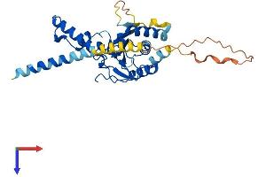 Nogo B Receptor Protein (NUS1) (AA 1-297) (His tag)
