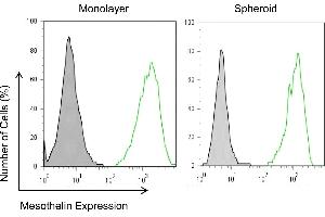 Mesothelin expression in mesothelioma monolayers and spheroids. (Mesothelin Antikörper  (Extracellular Domain))