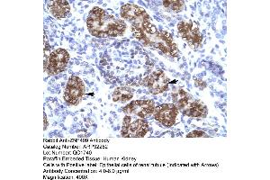 Human kidney (ZFHX2 Antikörper  (Middle Region))