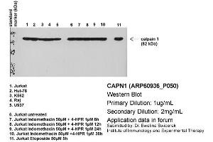 Primary dilution: 1ug/mL  Secondary dilution: 1:2000 (CAPNL1 Antikörper  (Middle Region))
