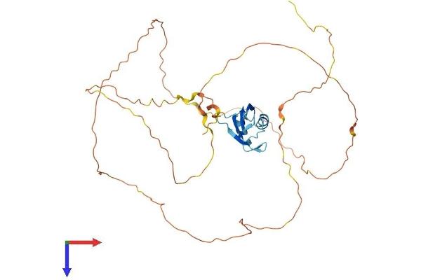 RBMXL1 Protein (AA 1-390) (His tag)