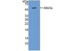 Detection of Recombinant BMP4, Human using Polyclonal Antibody to Bone Morphogenetic Protein 4 (BMP4) (BMP4 Antikörper  (AA 22-408))