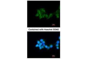 ICC/IF Image Immunofluorescence analysis of methanol-fixed HepG2, using BHMT, antibody at 1:200 dilution. (BHMT Antikörper)