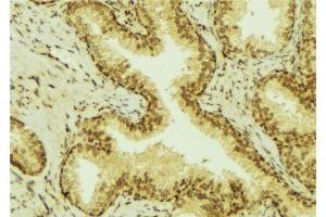ABIN6277632 at 1/100 staining Mouse colon tissue by IHC-P. (UGT1A4 Antikörper)