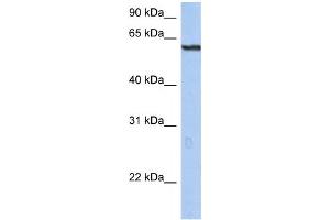 Western Blotting (WB) image for anti-Tripartite Motif Containing 22 (TRIM22) antibody (ABIN2460132) (TRIM22 Antikörper)