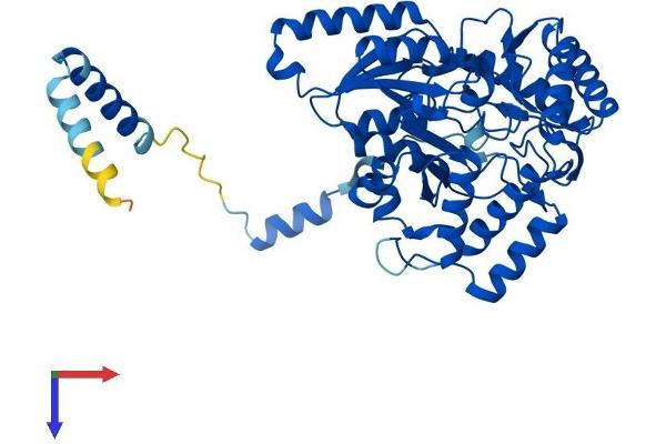 SPTLC1 Protein (AA 1-473) (His tag)