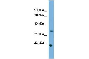 WB Suggested Anti-Sohlh1 Antibody Titration:  0. (SOHLH1 Antikörper  (Middle Region))