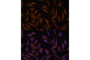 Immunofluorescence analysis of L929 cells using MT-CYB Polyclonal Antibody (ABIN7268595) at dilution of 1:100 (40x lens). (Cytochrome b Antikörper)