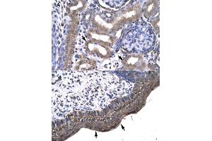 Immunohistochemical staining (Formalin-fixed paraffin-embedded sections) of (A) human kidney and (B) human spermatophore tissues with KIN polyclonal antibody . (KIN Antikörper  (AA 230-279))