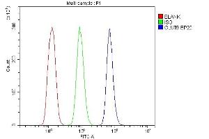 Flow Cytometry analysis of U937 cells using anti-GLUT9 antibody (ABIN3044546).