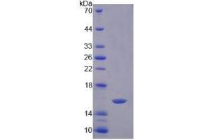 Image no. 1 for Prokineticin 2 (PROK2) (AA 30-118) protein (His tag) (ABIN6236596)