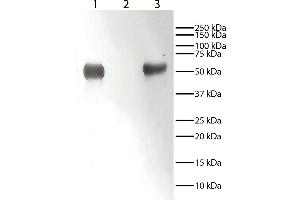 Lane 1 - Rabbit IgGLane 2 - Rabbit IgG Light ChainsLane 3 - Rabbit IgG Heavy ChainsRabbit immunoglobulins above were resolved by electrophoresis under reducing conditions, transferred to PVDF membrane, and probed with Mouse Anti-Rabbit IgG-HRP. (Maus anti-Kaninchen IgG (Fc Region) Antikörper)