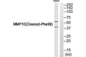 Western Blotting (WB) image for anti-Matrix Metallopeptidase 10 (Stromelysin 2) (MMP10) (Cleaved-Phe99) antibody (ABIN1853588) (MMP10 Antikörper  (Cleaved-Phe99))