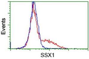Image no. 2 for anti-Synovial Sarcoma, X Breakpoint 1 (SSX1) antibody (ABIN1501159) (SSX1 Antikörper)