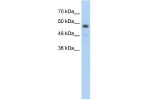 C9ORF127 antibody used at 5 ug/ml to detect target protein. (TMEM8B Antikörper  (Middle Region))