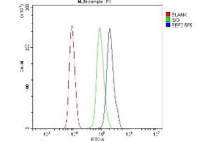 Flow Cytometry analysis of HL-60 cells using anti- EEF2 antibody (ABIN7603141). (EEF2 Antikörper  (N-Term))