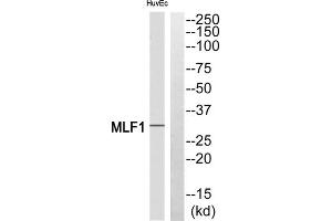 Western blot analysis of extracts from HuvEc cells, using MLF1 antibody. (MLF1 Antikörper  (Internal Region))